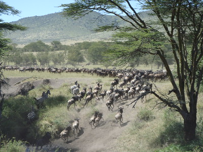 African safari migration