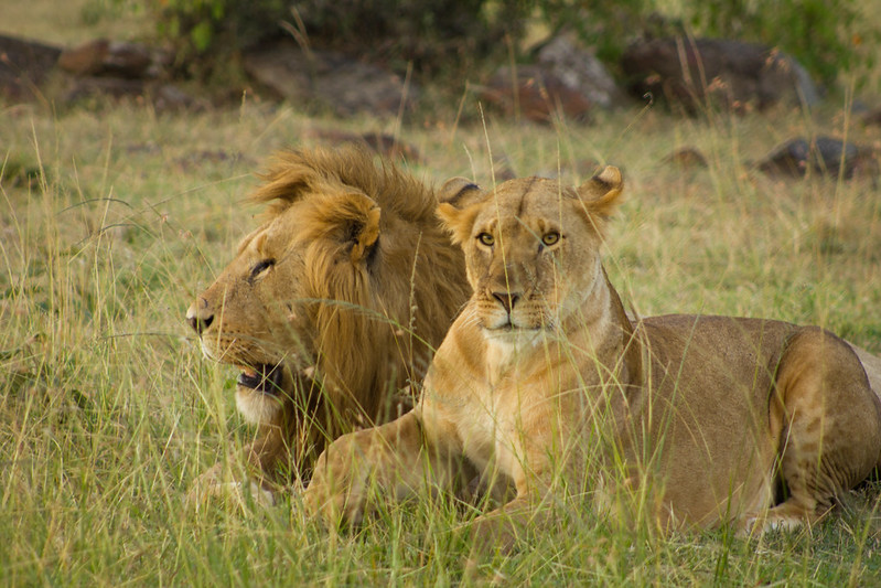 Masai Mara game drive safaris