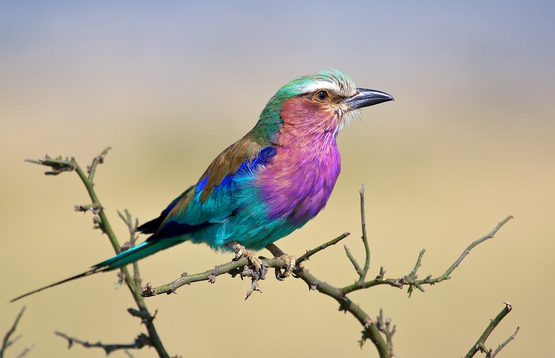 lilac-breasted roller bird