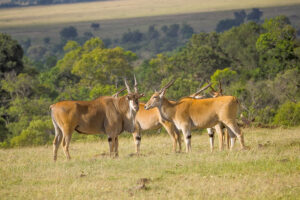 masai mara trip