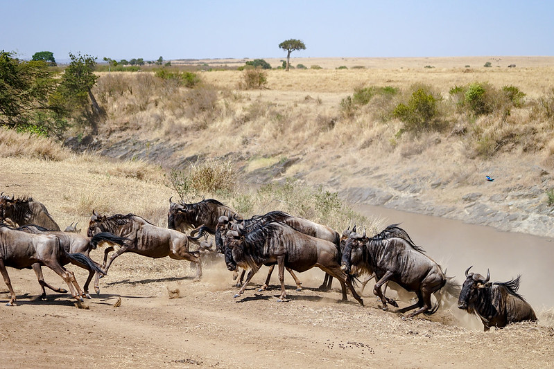 masai mara wildebeests