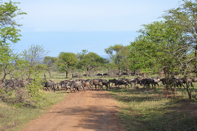 migration safari kenya