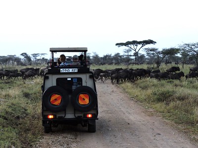 wildebeest safari tanzania