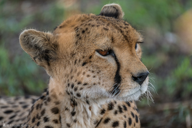 cheetah in tsavo