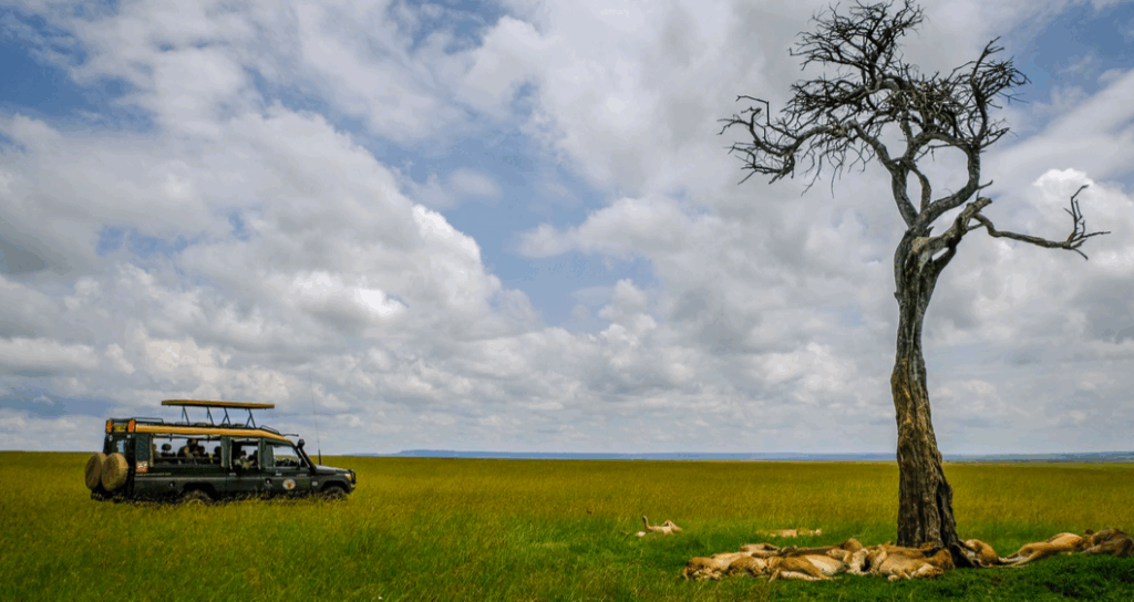 masai mara self drive safaris