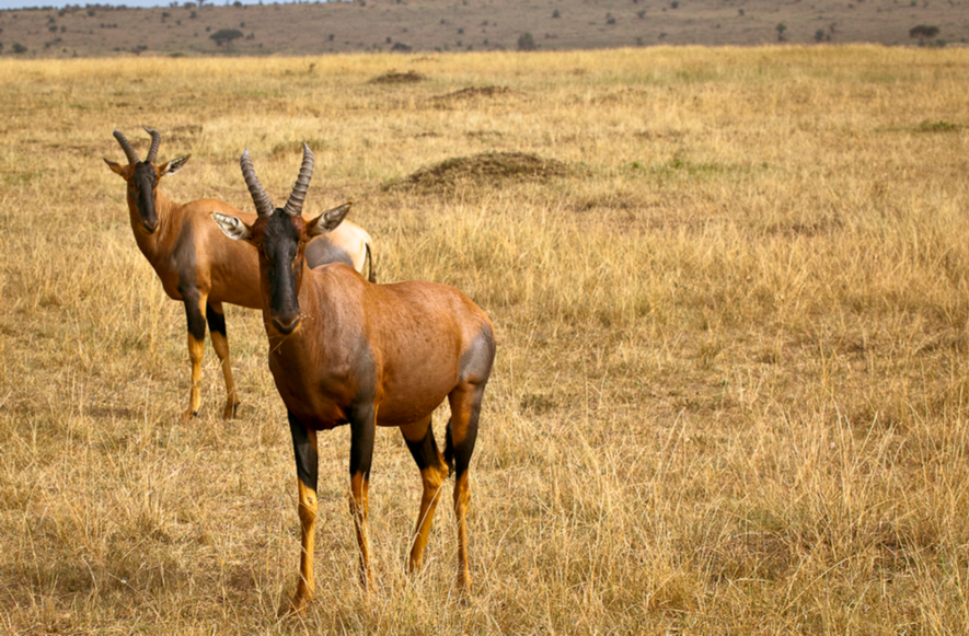topi masai mara
