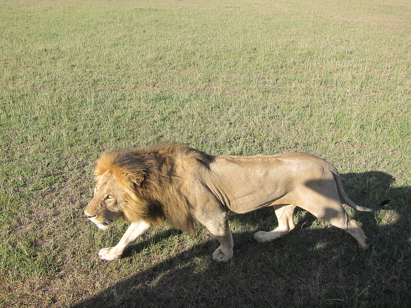 touring masai mara